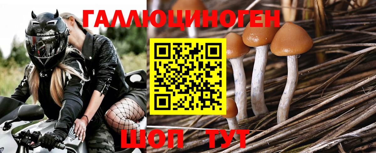 Псилоцибиновые грибы Psilocybine cubensis Лесосибирск
